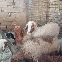 گوسفند یابره