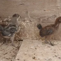 جوجه نژاد دار