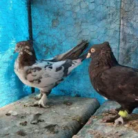 کبوتر بهبانی درحد