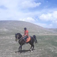 نریان عرب خالص