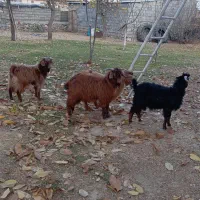 4عددبز نر داشتی