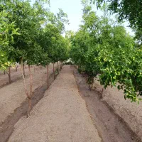 باغ ویلا ۱۱۰۰ متری واقع در تقاب|فروش خانه و ویلا|خوسف, |دیوار