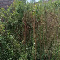 فروش نهال بدون واسطه|خدمات باغبانی و درختکاری|ایلام, |دیوار