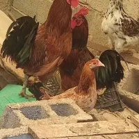 مرغ خروس کبوتر