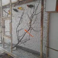 قفس|پرنده|چناران, |دیوار