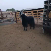 پازن جفت شاخ|حیوانات مزرعه|شیراز, بید زرد|دیوار