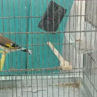 سهره نر قرص بخون ماده بیار جفت کن ببر معاوضه