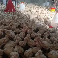 جوجه راس ۳۰۸ گوشتی