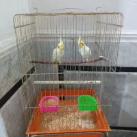 عروس هلندی