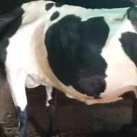 گاو