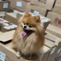 سگ پامر پامرانین نرخرسی(کشش)