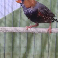 فنچ کینگ اورنج|پرنده|ری, دولت‌آباد|دیوار