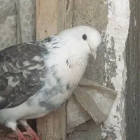 کبوتر پرشی|پرنده|فاضل آباد, |دیوار