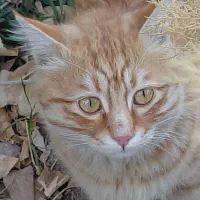 پیدا شده در بوستان غنچه