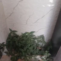 فروش گل به قیمت مناسب