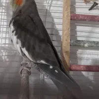 جفت عروس هلندی به شرط سلامت