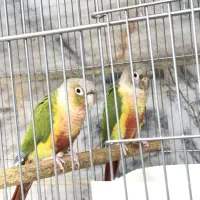 مولد گرینچیک کارداده