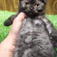 اسکاتیش قهوای|گربه|تهران, امام زاده عبدالله|دیوار