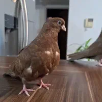 صرب نر سرخ|پرنده|فولادشهر, مسکن مهر فولادشهر|دیوار