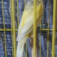 فروش قناری و|پرنده|مرودشت, فرهنگ|دیوار