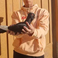 کبوتر قره سوری