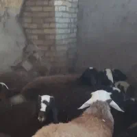 30عدد بره نر