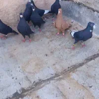 پریده زدخوردی