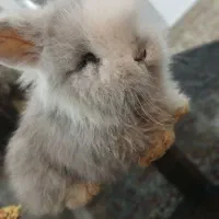 بچه خرگوش لوپ