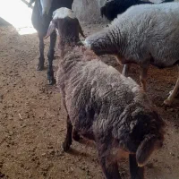 سه عدد شیشک درجه یک داشتی قیمت مناسب|حیوانات مزرعه|مینودشت, |دیوار