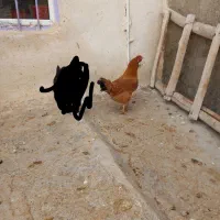 فروشی|اسباب و اثاث بچه|بیجار, |دیوار