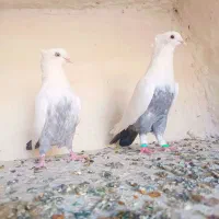 دم سبز|پرنده|شیراز, دلگشا|دیوار