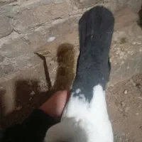 نروماده دم سیاه