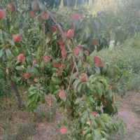 هرس کاری درختان میوه