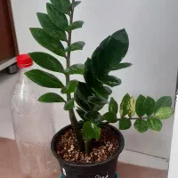 گل و گلدونای مناسب