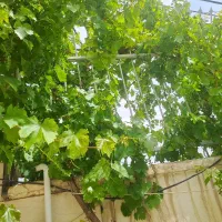 فروش-منزل-ویلایی