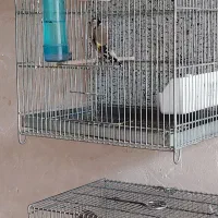 سهره چهار گل دهندار|پرنده|پاکدشت, پاکدشت (مامازند)|دیوار