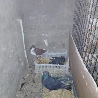 کفتر ۷، ۸ تا