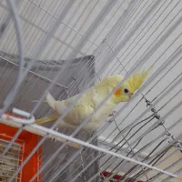 عروس هلندی سه ماهه