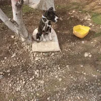 سگ ماده پیتپول