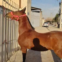 اسب مادیون دره شور|اسب و تجهیزات اسب‌سواری|قلعه نو, |دیوار