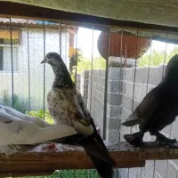 کبوتر سالم و سرحال