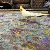 عروس هلندی لوتینو زعفرانی|پرنده|سنندج, |دیوار