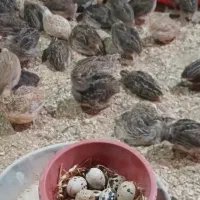 بلدرچین گوشتی ارگانیک 70روزه 180 تخم گذار شرطی 250