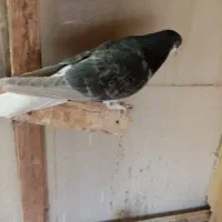 ماده خوشرنگ|پرنده|شاهین‌شهر, شهرک پردیس|دیوار