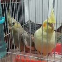 طوطی عروس|پرنده|رشت, قاسمیه|دیوار