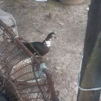 اردک نرو ماده فروشی