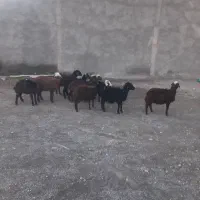 نه‌راس بره‌نره‌وماده‌مخصوص‌پروار‌‌دونی‌۷تومان