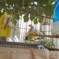 فنج|پرنده|ورامین, ورامین|دیوار