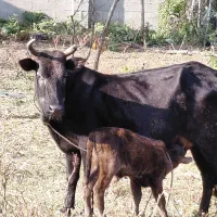 گاوو گوساله نر|حیوانات مزرعه|رشت, نیکمرام|دیوار