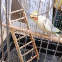 عروس هلندی دوکت پروانه|پرنده|شهریار, یوسف آباد صیرفی|دیوار